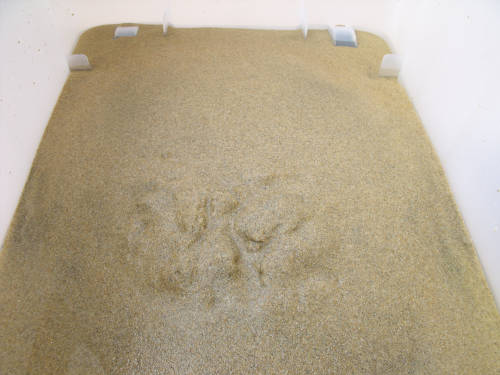 Sabbia lavata per fondo acquaterrario