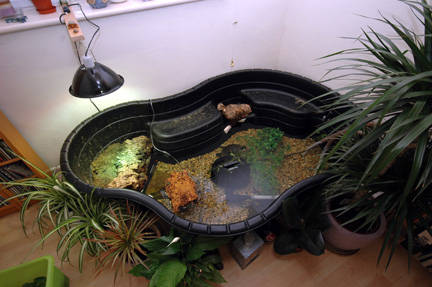 Laghetto per tartarughe in casa