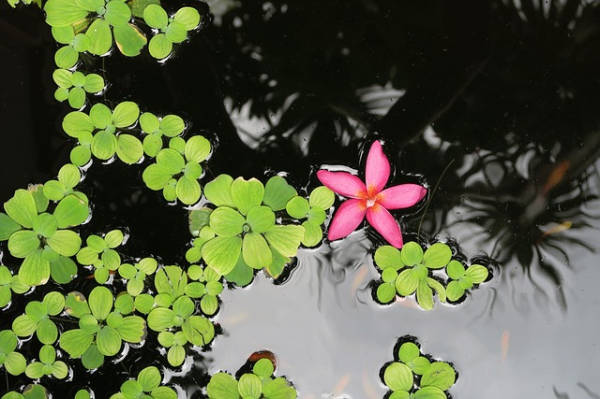 Piante acquatiche da mettere nella tartarughiera