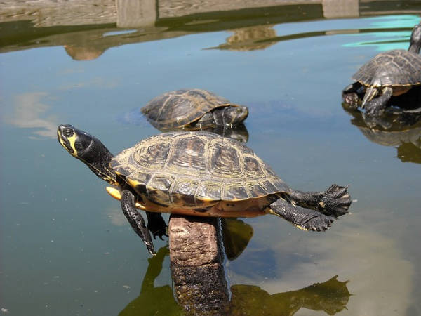Tartaruga d'acqua dolce prende il sole Trachemys scripta spaparanzata al sole