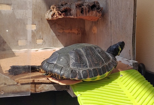 Sughero zona basking tartaruga acquatica