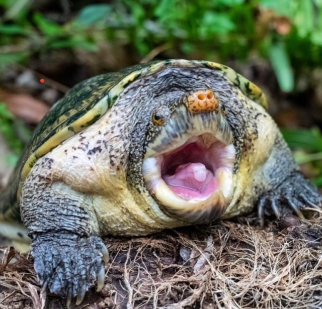 Foto di una tartaruga Tartaruga Staurotypus salvinii porta nome Matteo Salvini