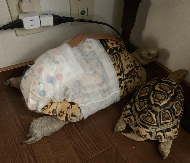 Tartaruga terrestre indossa pannolino neonato
