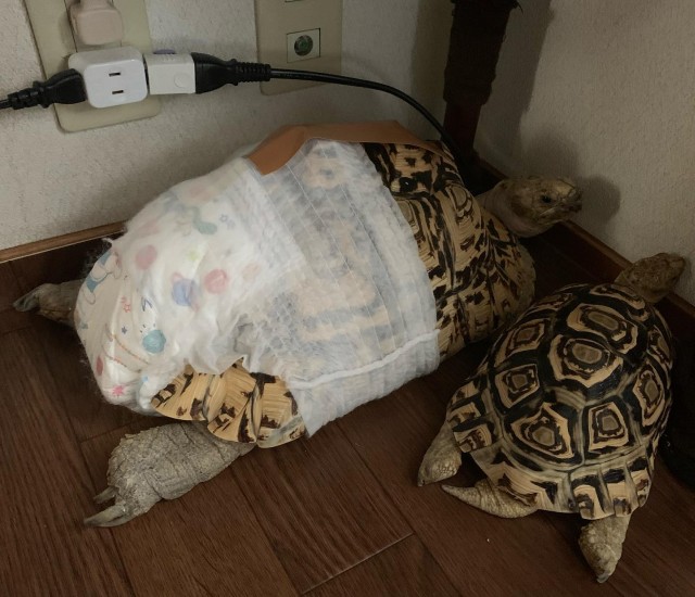 Tartaruga con pannolino Tartaruga terrestre indossa pannolino neonato
