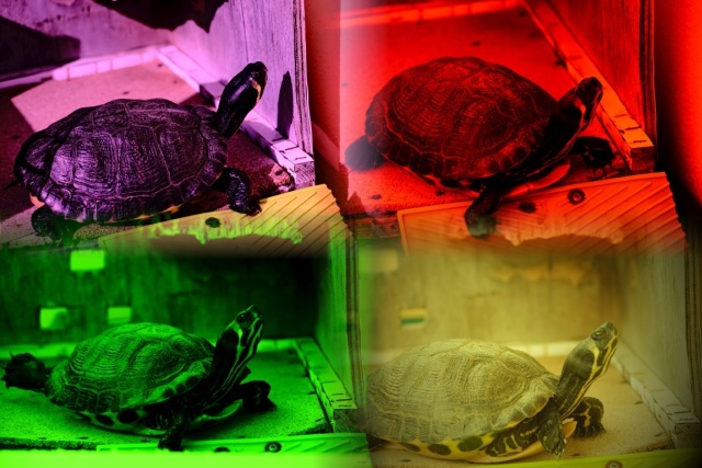 Toy photo tartaruga acqua dolce