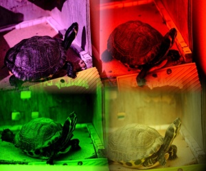 Toy foto Ruga