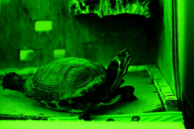 Toy photos Ruga tartaruga verde