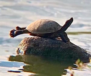 Yoga Turtle