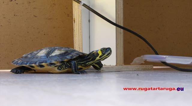 Ruga: the explorer turtle