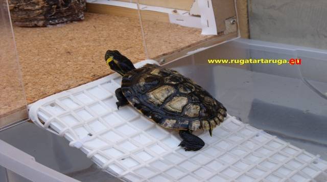 Ruga riemerge dall'acqua
