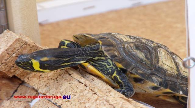 Tartaruga intenta ad uscire di casa