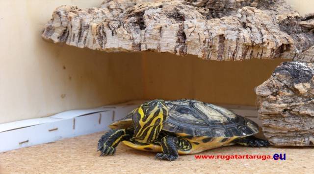 Ruga tartaruga nella nuova casa emersa