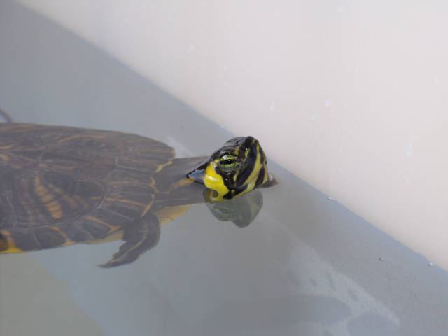 Slider turtle