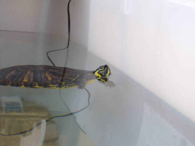 Aquatic turtle