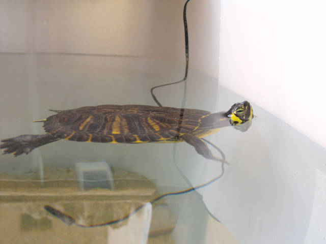 Fresh water turtle