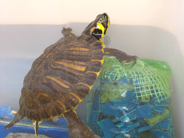 Aquatic turtle in DIY aquaterrarium
