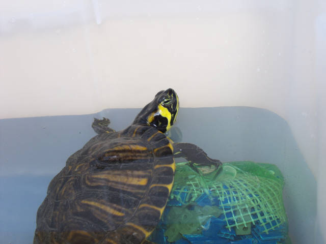 Yellow-eared aquatic turtle