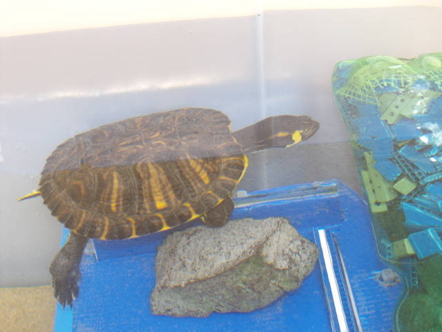 Yellow-eared turtle
