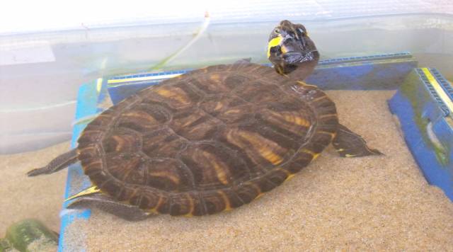 Tartaruga acquatica