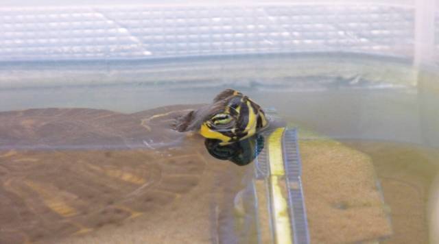 Trachemys di 5 anni