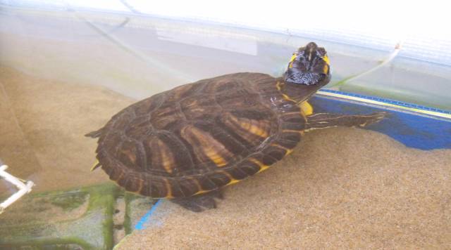 Tartaruga dulcaquicola