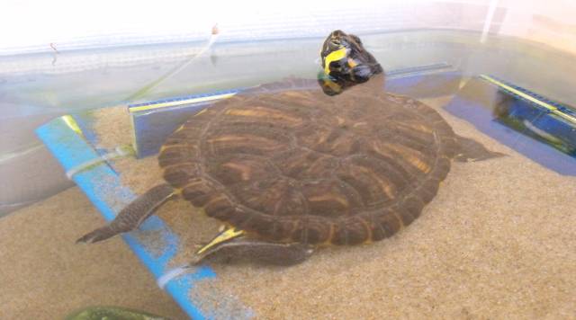 Freshwater turtle in captivity