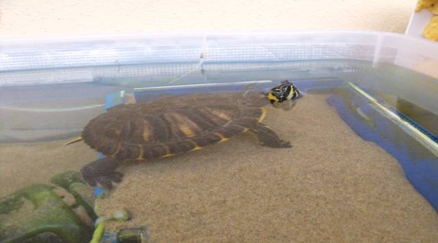 Trachemys scripta scripta
