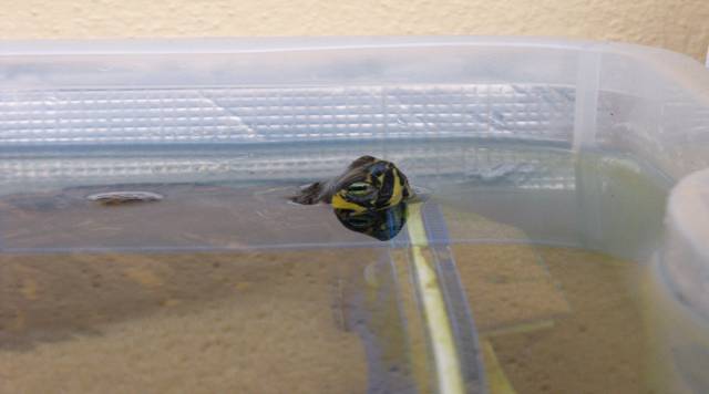 Trachemys in inverno