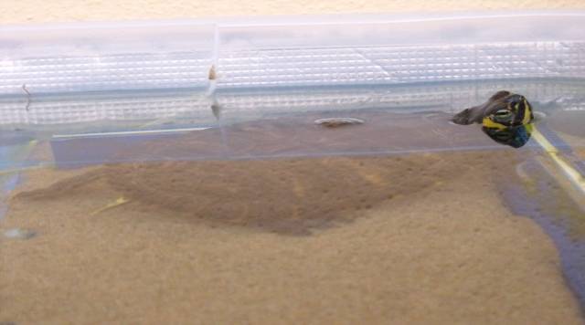 Trachemys allevata sul balcone