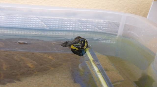 Tartaruga americana