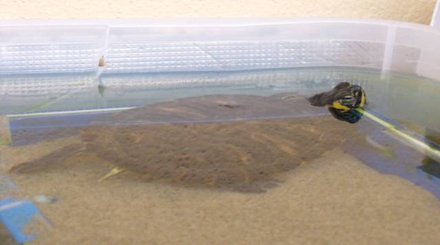 Tartaruga acquatica allevata