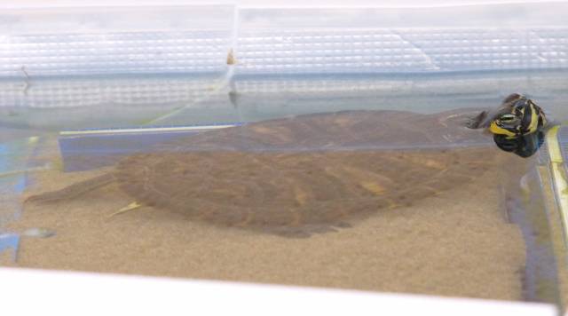 Freshwater yellow tortoise