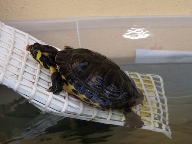 Turtle dulcacquicola out of the water
