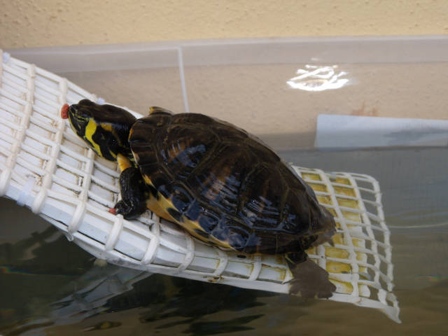 Tartaruga dulcacquicola fuori dall'acqua