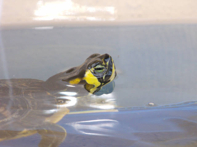 Trachemys with his head out of the water