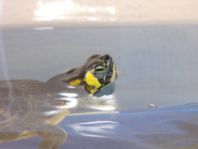 Trachemys con la testa fuori dall'acqua