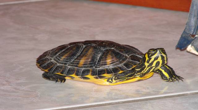 Trachemys scripta scripta cattività