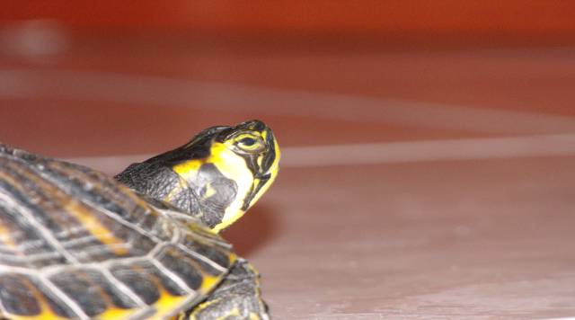 Trachemys dopo il letargo