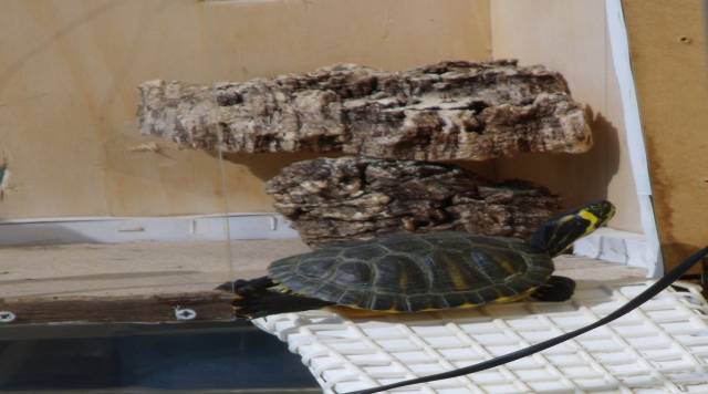 Aquatic turtle is basking