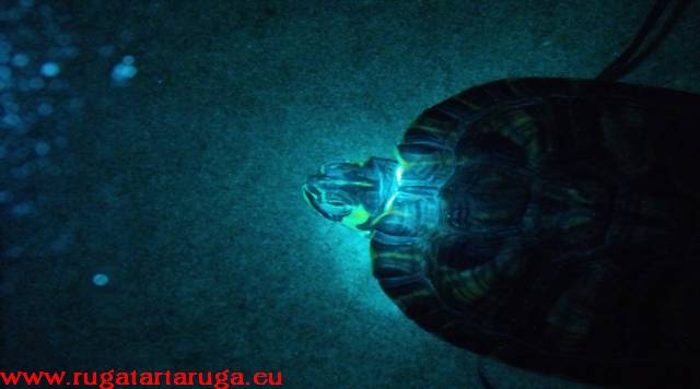 Night aquatic turtle