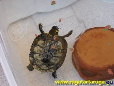 Carapace verso il colore naturale