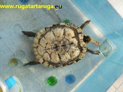 Calcare sul carapace