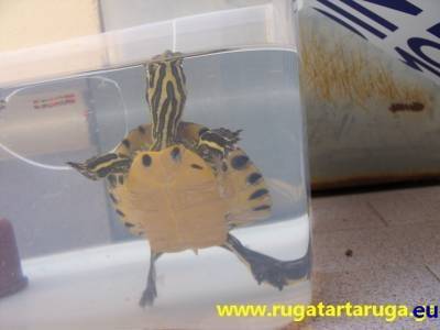 livello acqua tartaruga
