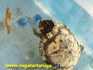 Tartaruga e pesce essiccato