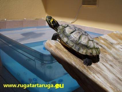 Ruga la tartaruga ninja