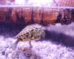 Nomi delle tartarughe acquatiche