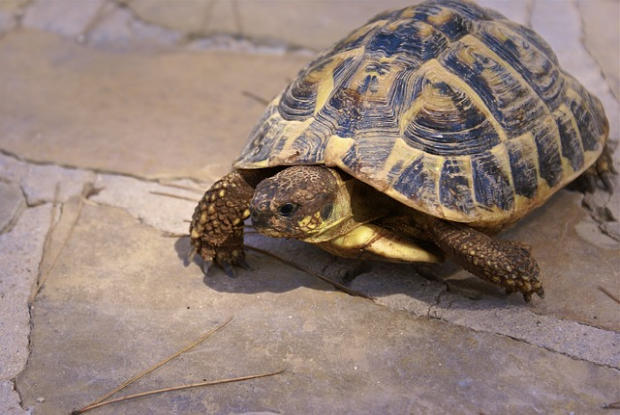 Nomi per tartarughe di Terra maschili e femminili