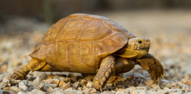 Nomi per tartarughe femmine di terra