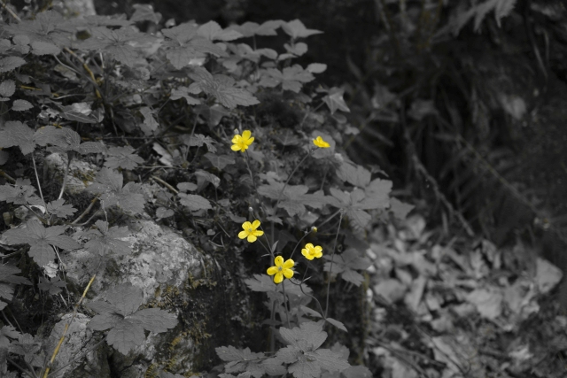 Fiori gialli e sottobosco in bianco e nero Ultima generazione come aderire