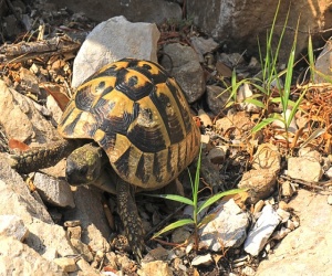 Storia tartaruga in letargo
